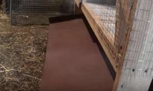Як побудувати клітку для кроликів